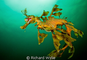 Same leafy seadragon but up close - these guys are amazin... by Richard Wylie 